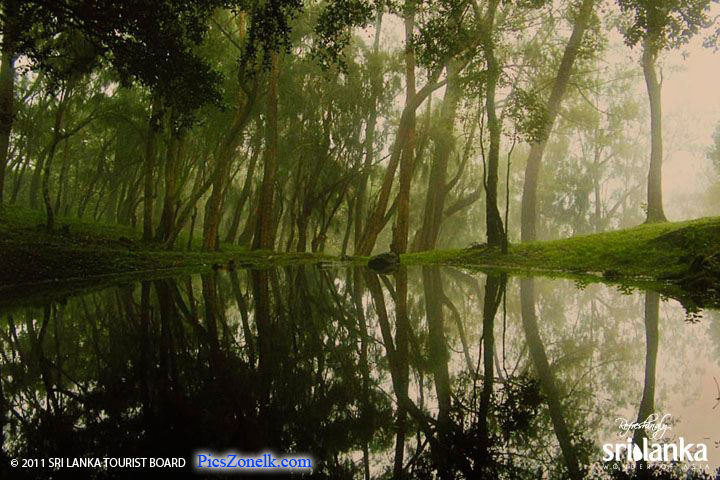 Sinharaja_Forest_Reserve__Sri_Lanka.jpg