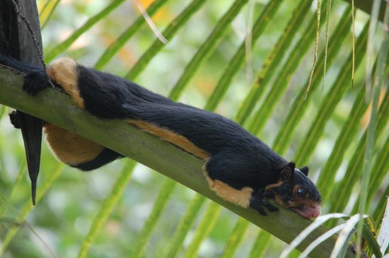 sinharaja-forest-reserve.jpg