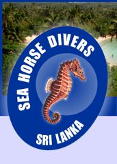 seahorse_headerR1C1.jpg