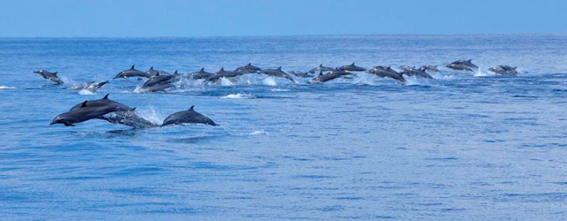 Dolphins-Watching-in-Mirissa.jpg