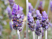 220px-Single_lavendar_flower02.jpg