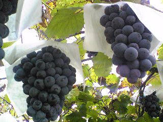 Muscat_grapes.jpg