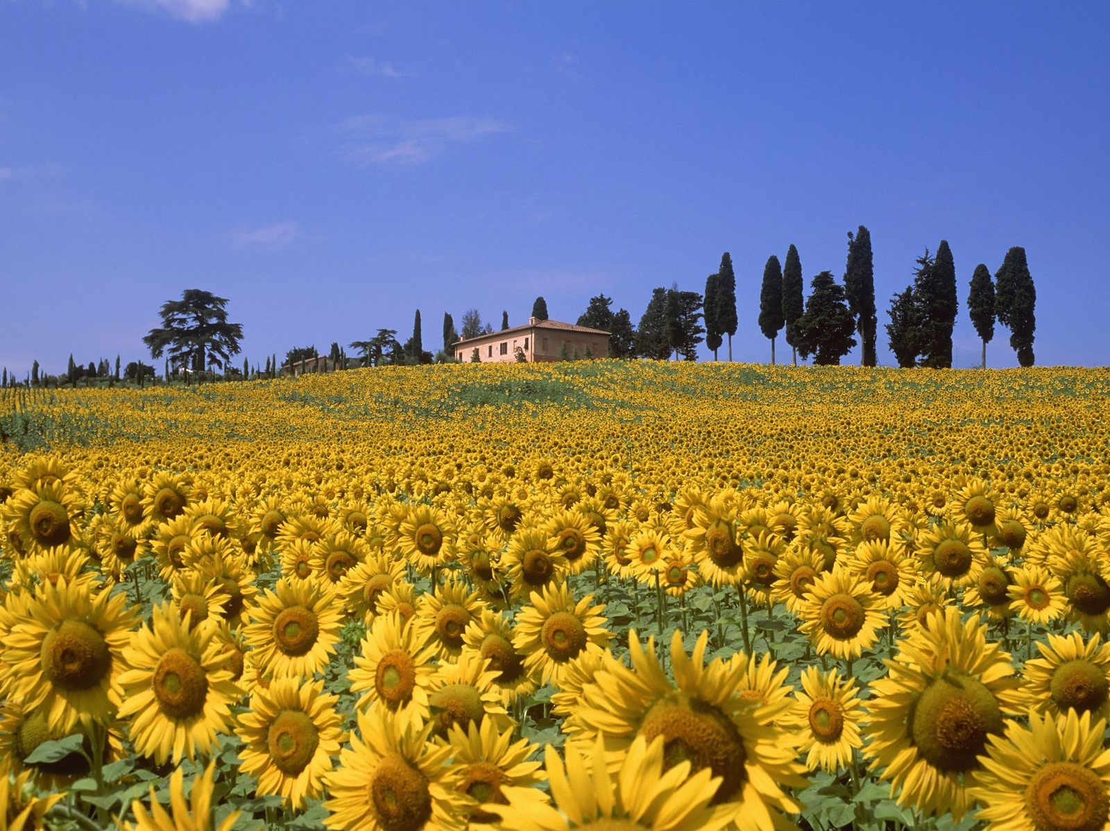 amazing-sunflower-valley-in-tuscany-italy.jpg