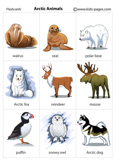 Arctic%20Animals.jpg