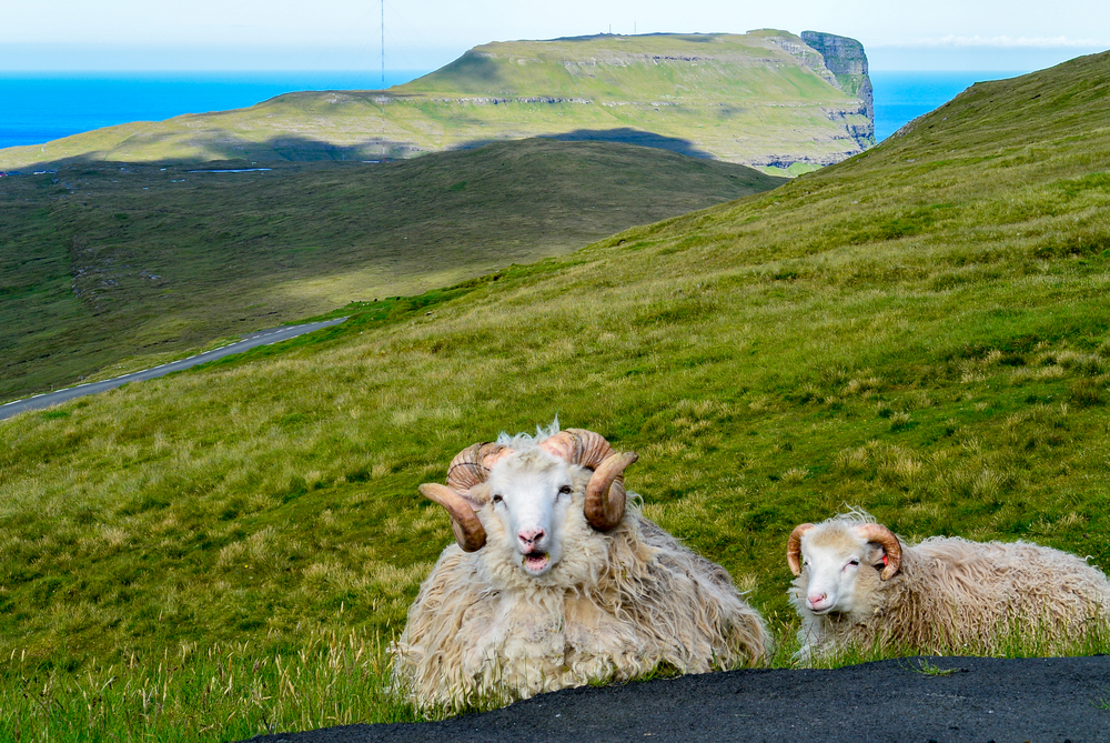 Faroe+Islands+Sheep.jpg