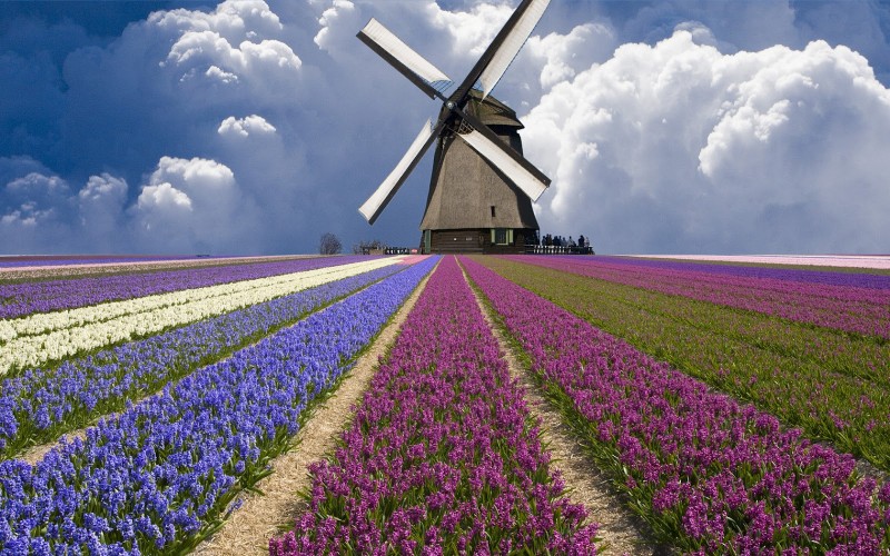 Huge-Windmill-Holland-Tulip-Field-HD-Wallpaper--NatureWallBase.Blogspot.Com.jpg