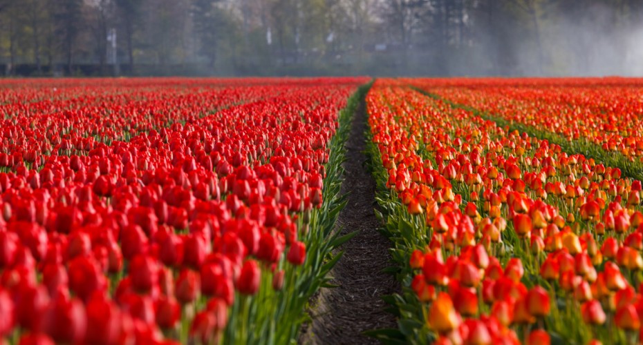 tulip-field-871298039992SqK.jpg