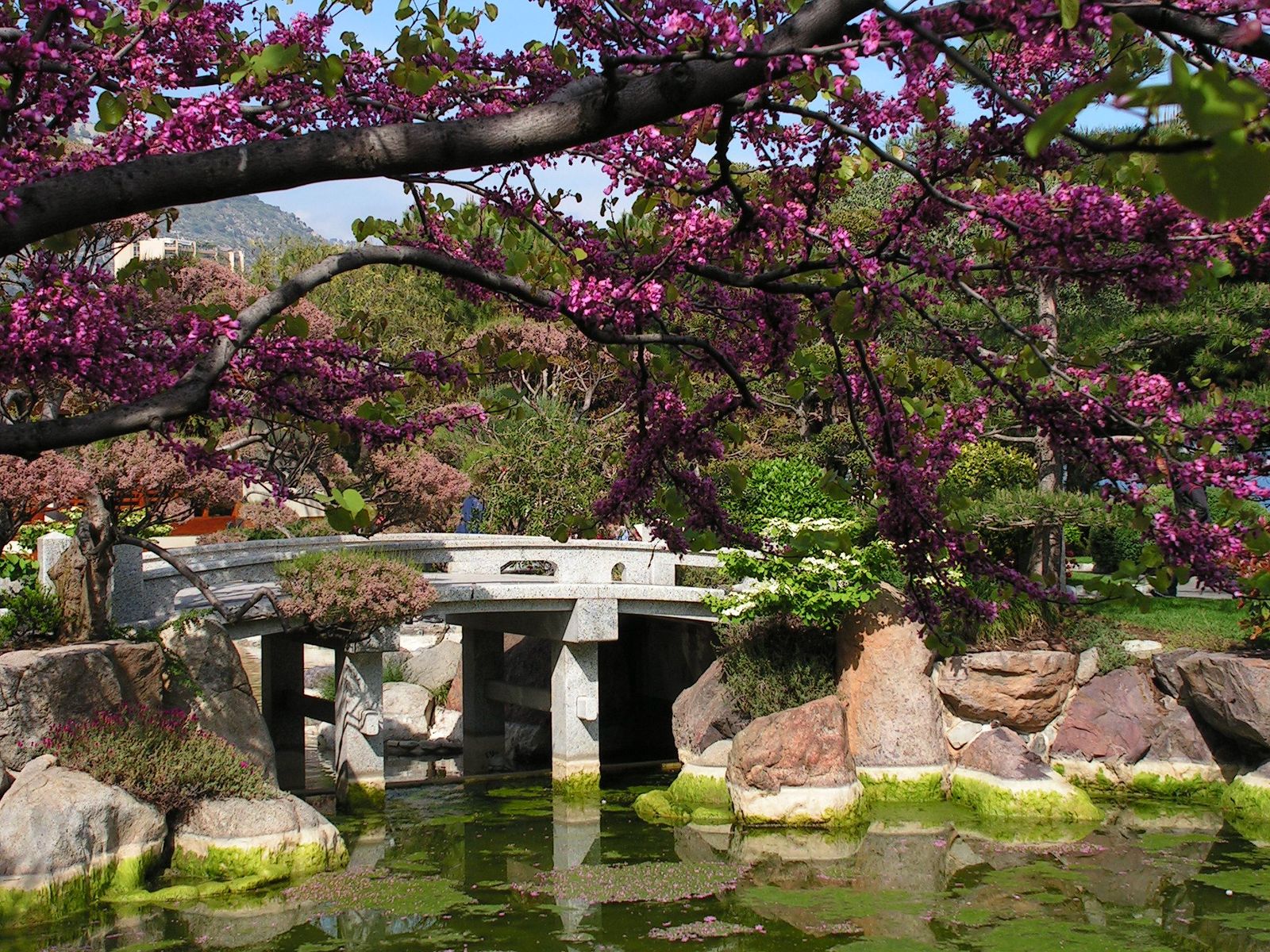 The-Japanese-garden-of-Monaco.jpg