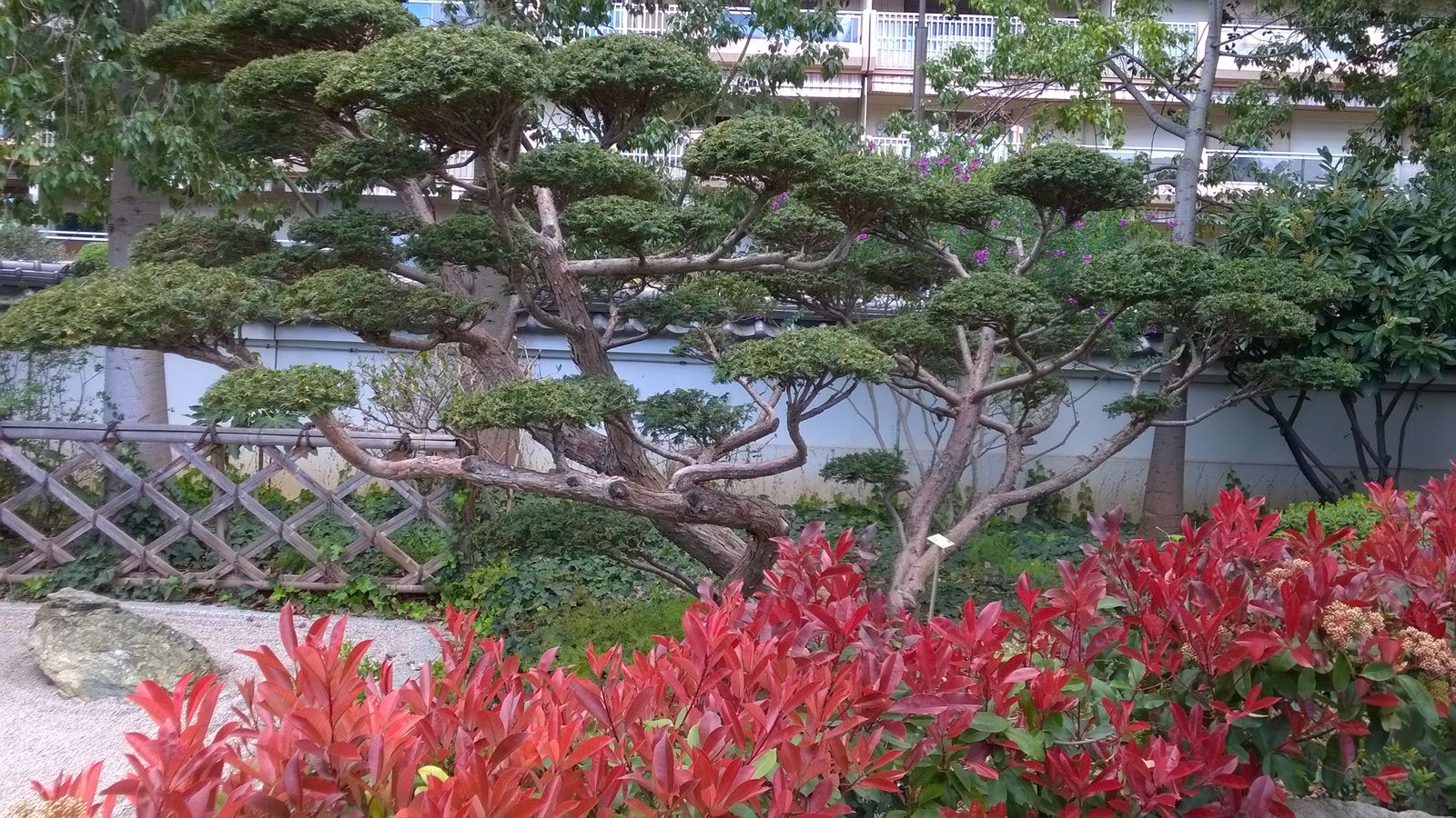 Japanese-garden-Monaco-topiary-near-the-zen-garden..jpg