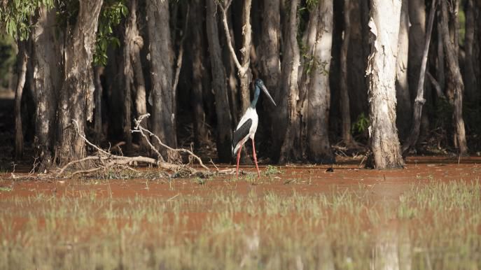 Jabiru-Mary-River-Floodplains-Darwin-and-Surrounds-NT.jpg