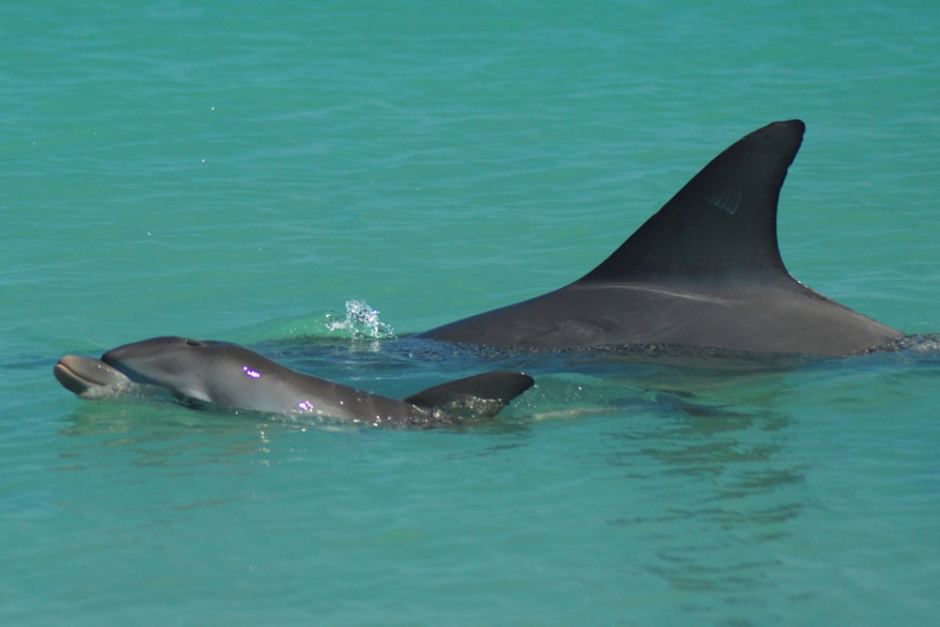 Dolphins-in-Shark-Bay-Western-Australia.jpg