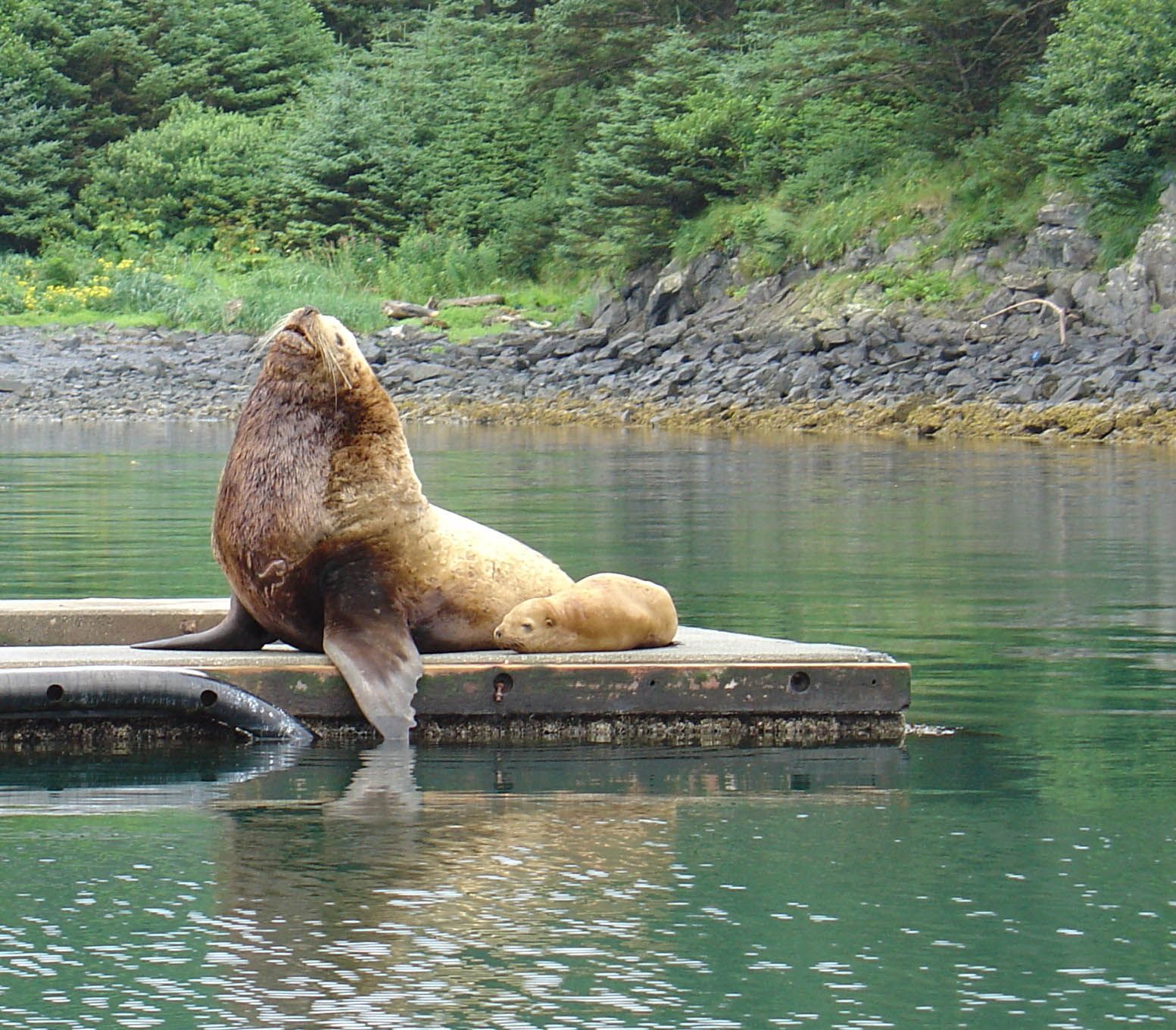 Kodiak-Island-is-a-large-island-on-the-south-coast-of-the-U.S.-state-of-Alaska.jpg