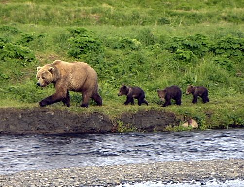 Kodiak-is-the-ancestral-land-of-the-Sugpiaq-an-Alutiiq-nation-of-Alaska-Natives..jpg