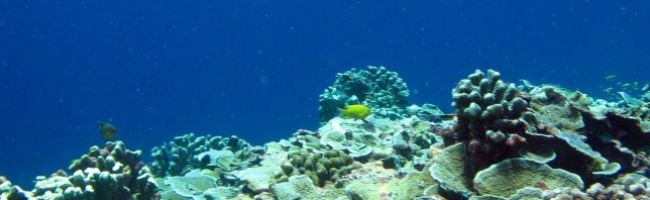 visits-to-Jarvis-Island-as-part-of-the-Pacific-Ocean-Biological-Survey-Program.-940x198.jpg