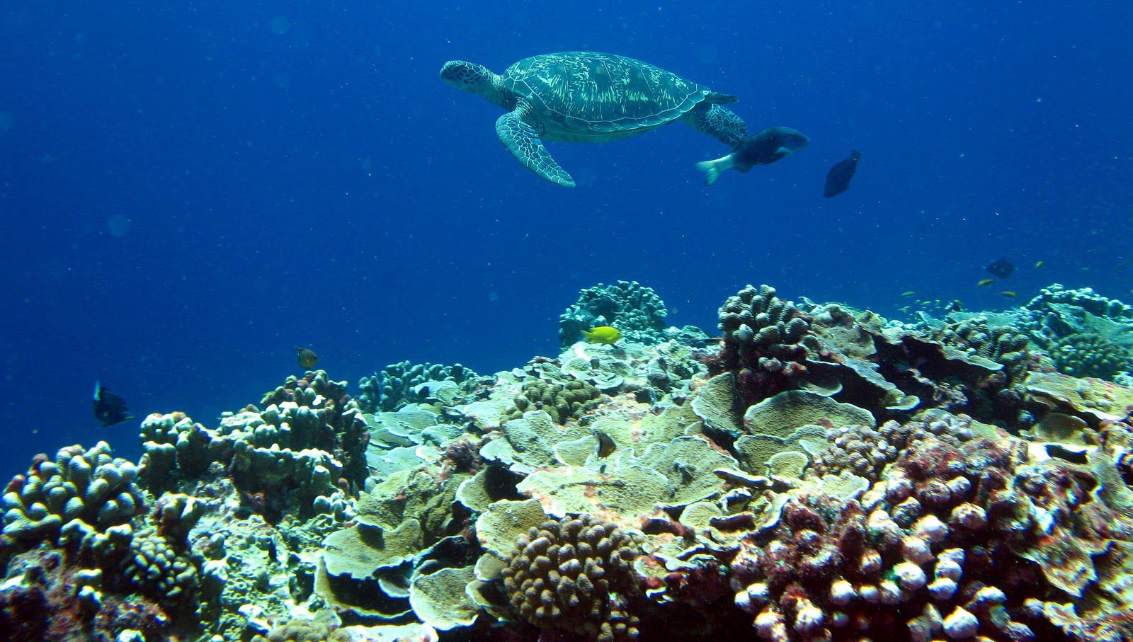 visits-to-Jarvis-Island-as-part-of-the-Pacific-Ocean-Biological-Survey-Program..jpg