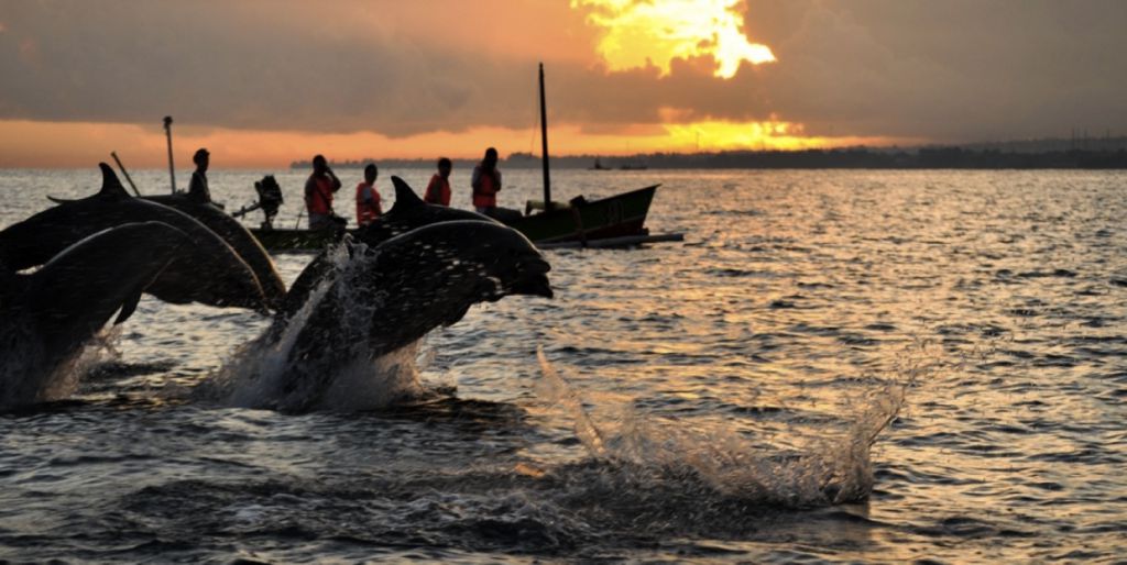 Sail-Through-Lovina-Beach-with-Dolphins.jpg