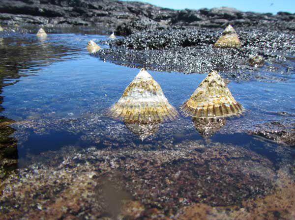 View-of-Blackfoot-%CA%BBopihi-in-a-tidepool-at-Nihoa..jpg