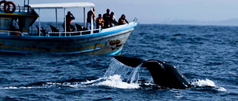Amazing-Whale-watching-Mirissa-Sri-Lanka.jpg