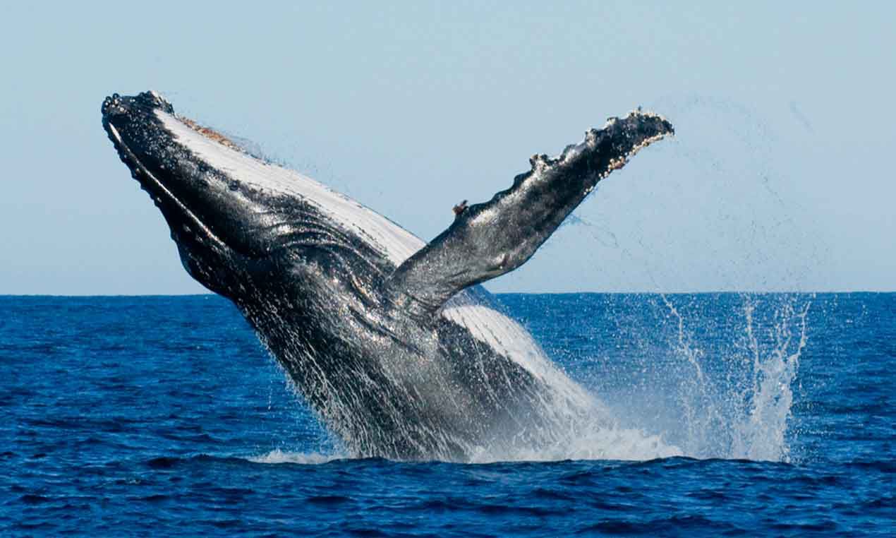 Whale-watching-Mirissa-Sri-Lanka.jpg