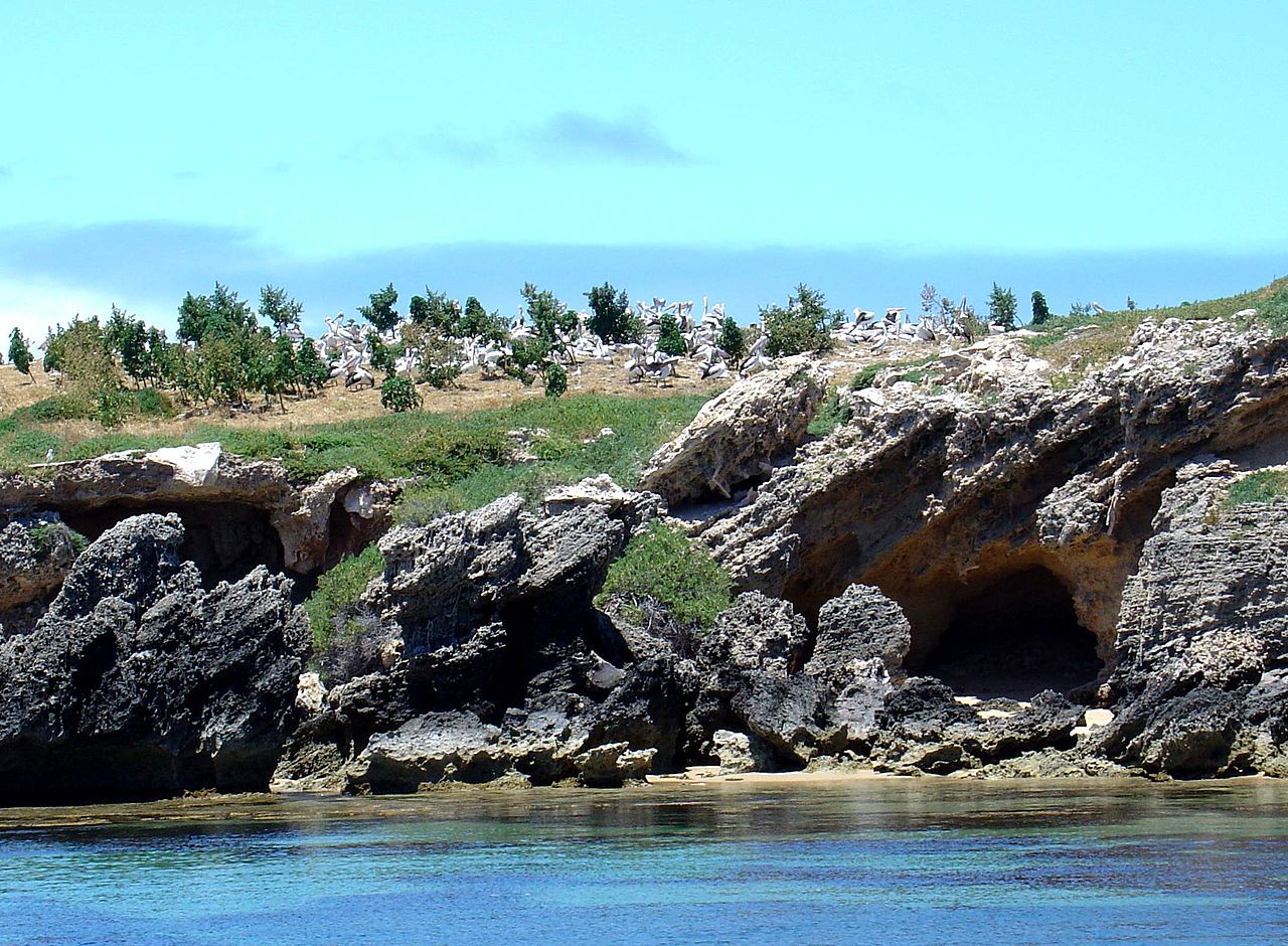 as-Penguin-Island-Isla-Yecapasela-is-colonized-by-cute-flocks-of-Magellanic-and-gentoo-penguins..jpg