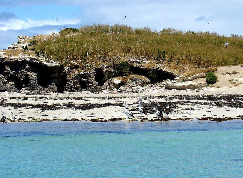 Penguin-Island-is-a-12.5-ha-island-off-the-coast-near-Perth-Western-Australia.jpg