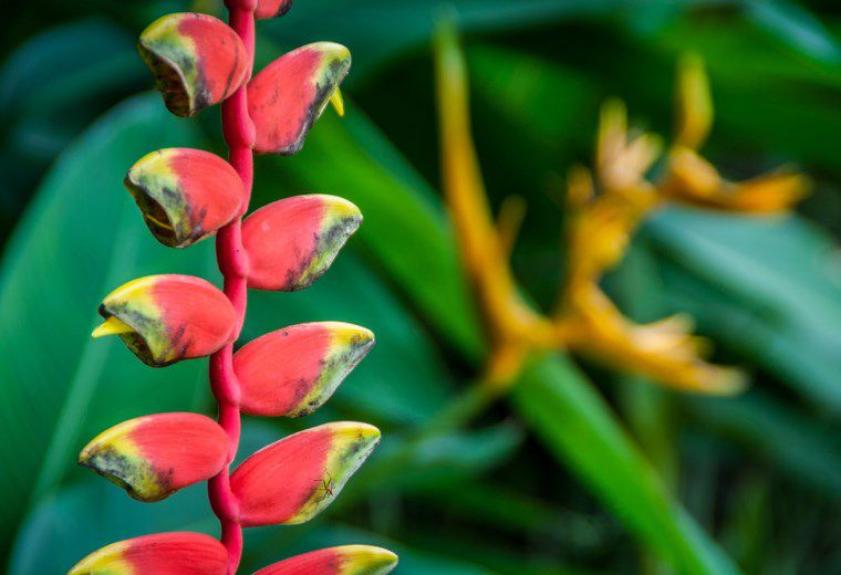 Penang-Botanical-Gardens-Malaysia.jpg