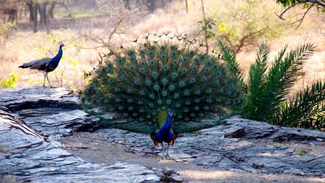 The-Keoladeo-National-Park-also-known-as-the-Keoladeo-Ghana-National-Park.jpg