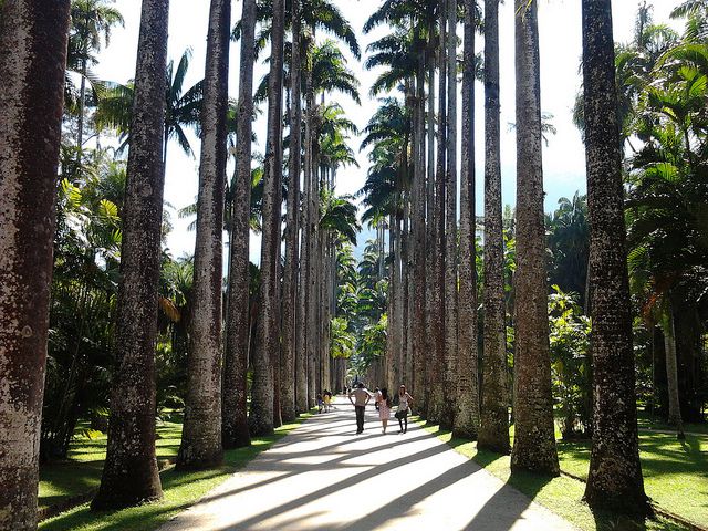 ardim-Botanico-Located-to-the-west-of-the-Lagoa-neighborhood-the-Rio-de-Janeiro-Botanical-Garden.jpg