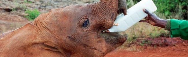 k-this-orphan-elephant-rescue-and-rehabilitation-program-is-a-must-see-for-animal-lovers-630x198.jpg