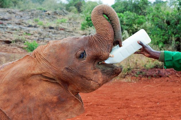 onal-Park-this-orphan-elephant-rescue-and-rehabilitation-program-is-a-must-see-for-animal-lovers.jpg