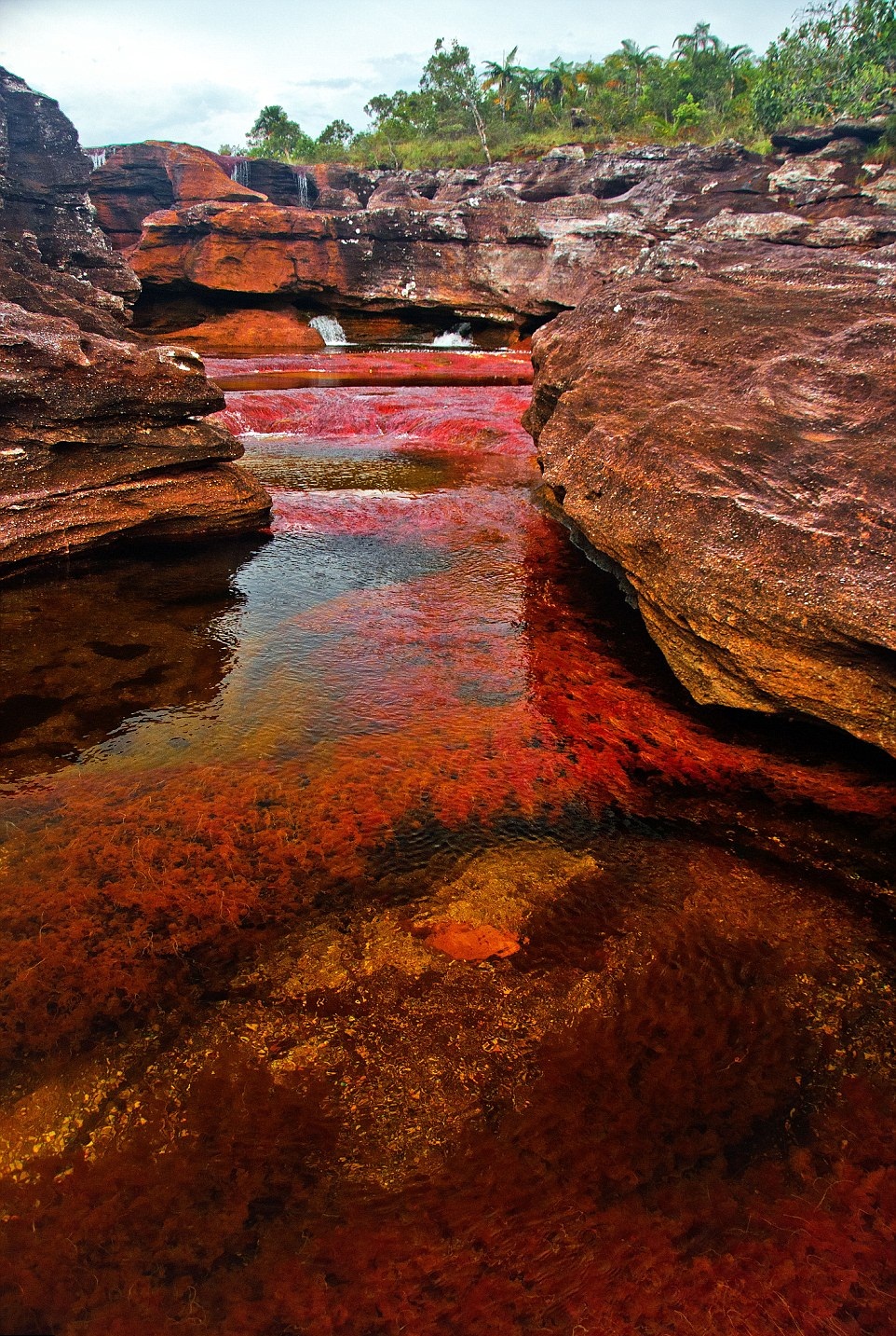 the-colours-of-the-plants-almost-make-the-water-appear-blood-red.jpg