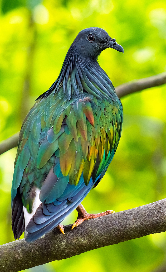 Nicobar-Pigeon-Caloenas-nicobarica-is-a-beatiful-bird.jpg