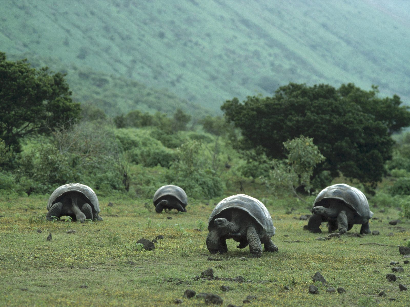 view-of-There-are-15-sub-species-of-tortoise-found-on-the-Galapagos-Islands..jpg