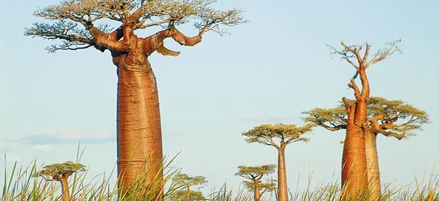 Beatiful-trees-in-dakar-senegal.jpg