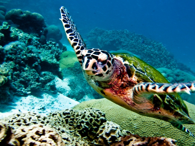 Best-Diving-sites-in-Koh-Lanta.jpg