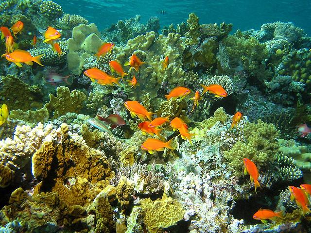 Tubbataha-Reef-is-one-of-the-best-scuba-dive-destinations-in-the-Philippines.jpg