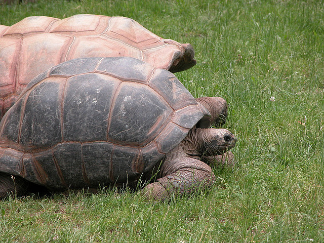 Aldabra-is-one-of-the-Outer-Islands-of-the-Seychelles.jpg