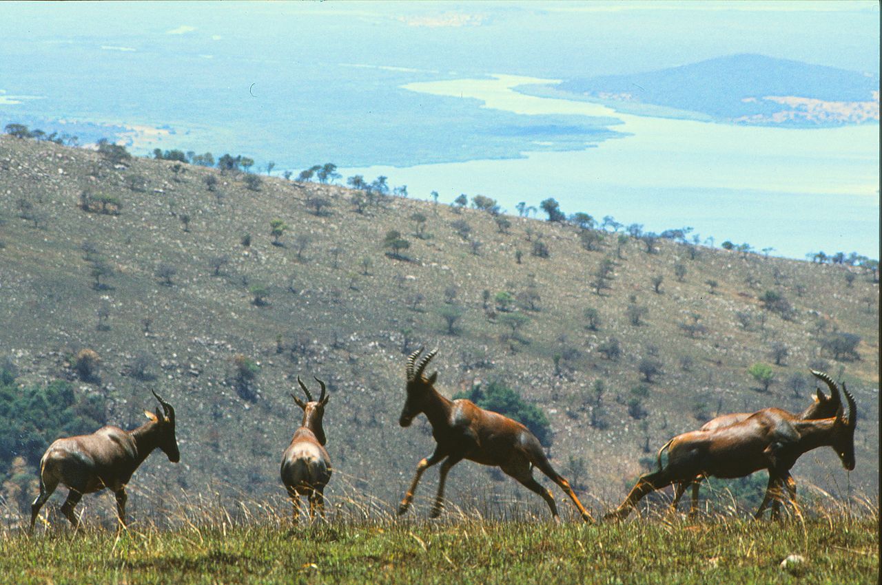 view-of-Topi-in-Akagera-National-Park.jpg