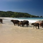 Sumba-Island-Indonesia-150x150.jpg