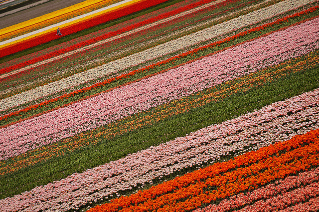 Keukenhof-Gardens.jpg