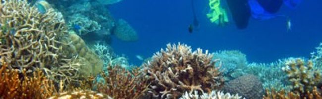 Diving-and-Snorkeling-in-Karimunjawa-Island-400x198.jpg