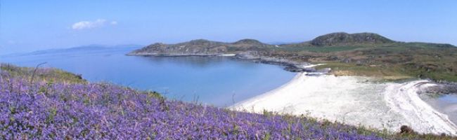 gigha-bluebells-600x198.jpg