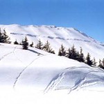 Faraya-150x150.jpg