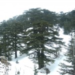 Forest-of-The-cedars-150x150.jpg