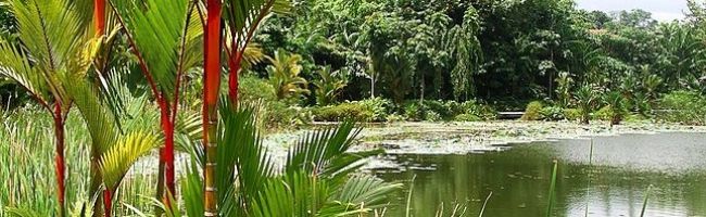 Lake-in-Singapore-Botanic-Gardens-800x198.jpg