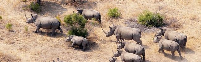 Kruger-National-Park-640x198.jpg