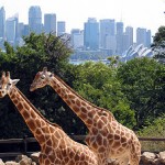 Giraffes-at-Taronga-Zoo-150x150.jpg