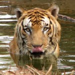 Sumatran-tiger-150x150.jpg