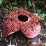 Rafflesia-sumatra-150x150.jpg