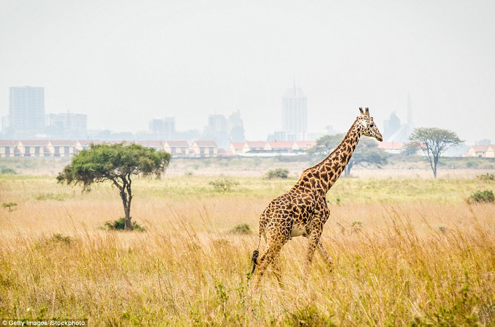 0578-5254031-Close_to_nature_A_giraffe_runs_through_the_bush_in_Nairobi_Natio-a-47_1515599075298.jpg